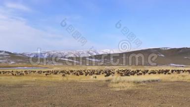 在大草原上放牧的牛羊群